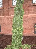 Weeping Serbian Spruce / Picea omorika 